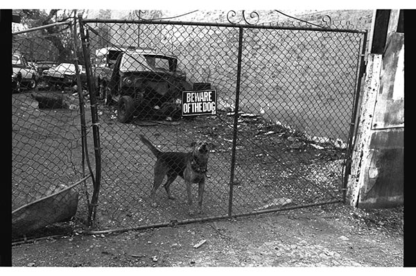 Junkyard dog