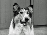 Lassie likes blues